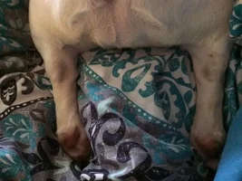 Is your frenchie the boss of you??