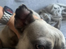 Ear flopped after hematoma