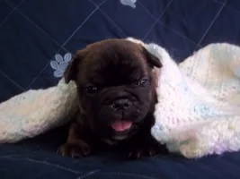 Beau At 3 Weeks Old