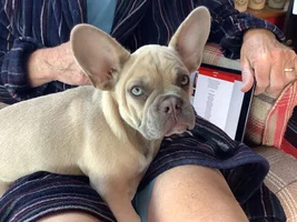 Concerned Grandparent Dog-sitter