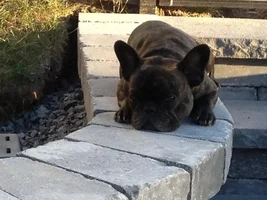 4 Paw Members, Please vote for February Frenchie of the Month!