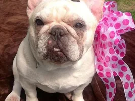 ~Sponge~French Bulldog Available for Adoption in South Carolina