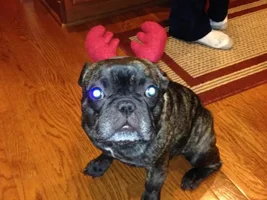 December 2013 Frenchie of the Month Contest ~ENTER HERE~
