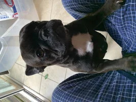 New Frenchie Owner Needing Advice