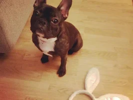 VOTE NOW!! April SMILING FRENCHIES Contest