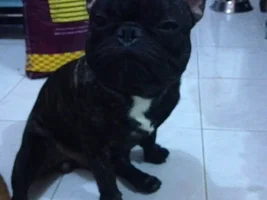 Vote for November 2013 Frenchie of the Month!!!