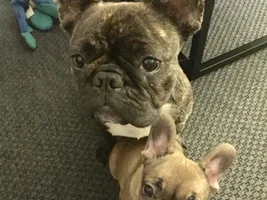 Introducing Frankie and Rosie