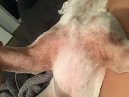 help please - skin problems and itching by white frenchie