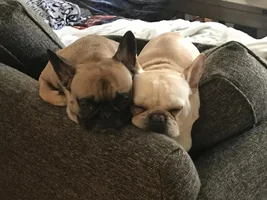 ~ENTER HERE~ March Frenchie of the Month contest "Frenchie Faces"