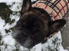 4 PAW MEMBERS!!!  Please VOTE for your favorite Frozen Frenchie!