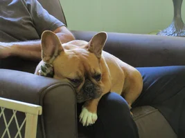 Help - drooping ears!
