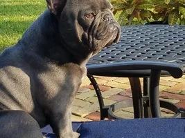Blues!! Post pics of your blue frenchie!!
