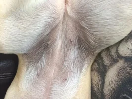 Discoloured belly