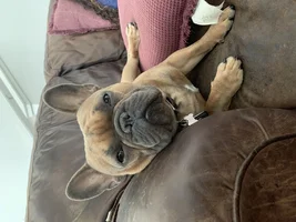 HELP - Keeping my pup calm when people come over?