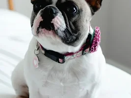 ATTENTION MEMBERS!!  Time to vote for Frenchie of the Month!!!