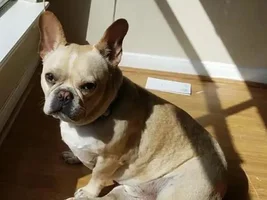 ~Moxie~French Bulldog Available for Adoption in Texas