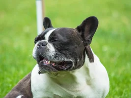 Wally's many grass eating faces