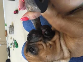 What is this on my puppies face? Should I be worried?