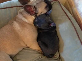 VOTE NOW! Snoring Snoozing Frenchie Contest!