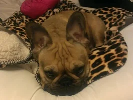 Frenchies in Winter ~ 4 PAW MEMBERS ~ PLEASE VOTE!