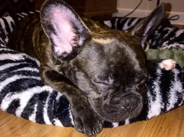 October Frenchie of Month, 4 Paw Members PLEASE VOTE!!