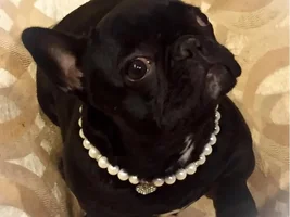 October Frenchie of Month, 4 Paw Members PLEASE VOTE!!