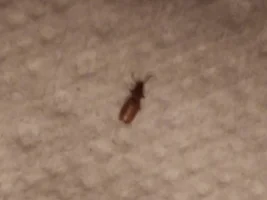 Flea or something else ?