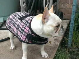 Let's see frenchies in sweaters :)