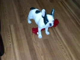 Cortana is home now!
