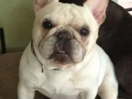 ~Sponge~French Bulldog Available for Adoption in South Carolina
