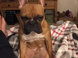 4 Paw Members!  VOTE NOW!!  September Frenchie-tude Contest!
