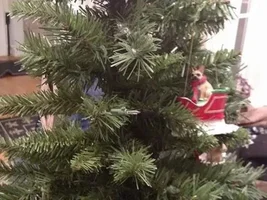 Let's see that tree!