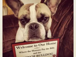 November 2013 Frenchie of the Month Contest ~ENTER HERE~