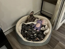 New member to French Bulldog Forum and  owning a Frenchie!!