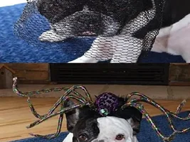 September 2014 Frenchie of the Month Contest ~ENTER HERE~