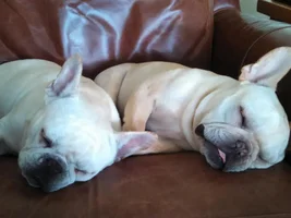 October Frenchie of Month, 4 Paw Members PLEASE VOTE!!