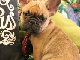 Milo