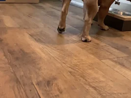Back leg hovering above the ground but doesn't seem painful