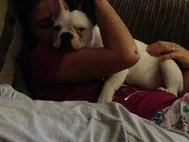 Frenchie Cuddles