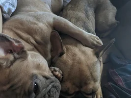 Lovebirds! Let's See Those Frenchie "Couples"