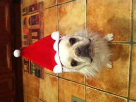ENTER HERE! ~ December 2015 Frenchie of the Month Contest