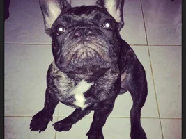 Frenchie of the Month...July 2013... 4 Paw members please vote!