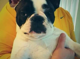 4 Paw Members, Please vote for January Frenchie of the Month!
