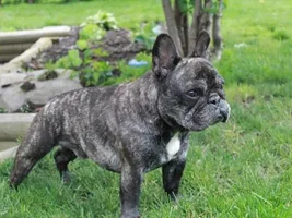 ~Chevy~French Bulldog Available for Adoption in Ontario