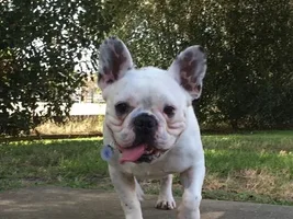 ~Grant~French Bulldog Available for Adoption in Texas