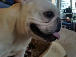 VOTE NOW!! April SMILING FRENCHIES Contest