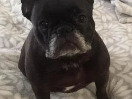 ~Zing~French Bulldog Available for Adoption in Illinois