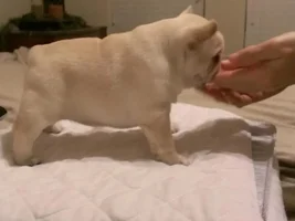 Choosing puppy