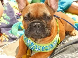 4 Paw Members, PLEASE VOTE for your favorite Frenchie-TUDES!
