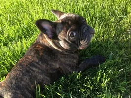 Frenchie Butt!